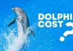 How Much Does a Dolphin Cost?