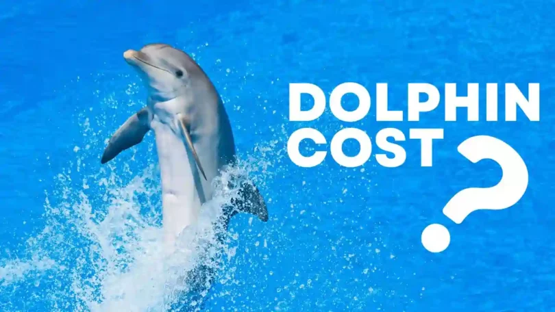 How Much Does a Dolphin Cost?