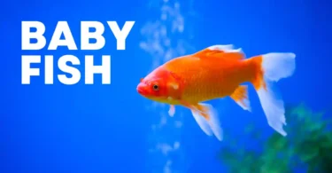 What is a Baby Fish Called