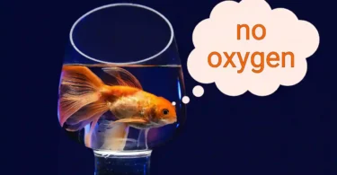 7 Fish that can Live in a Bowl Without Oxygen