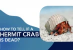 how to tell if a hermit crab is dead