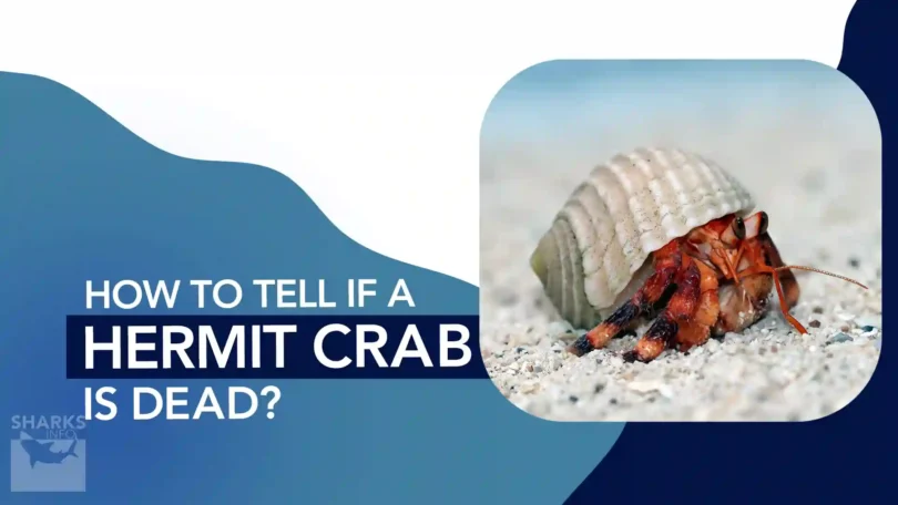 how to tell if a hermit crab is dead