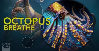 How Do Octopus Breathe
