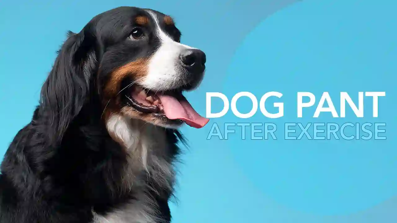 How Long Should A Dog Pant After Exercise?