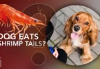 What To Do If Your Dog Eats Shrimp Tails
