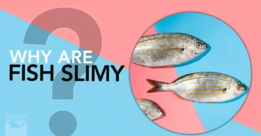 Why Are Fish Slimy