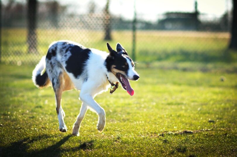 How Long Should A Dog Pant After Exercise? – sharksinfo.com