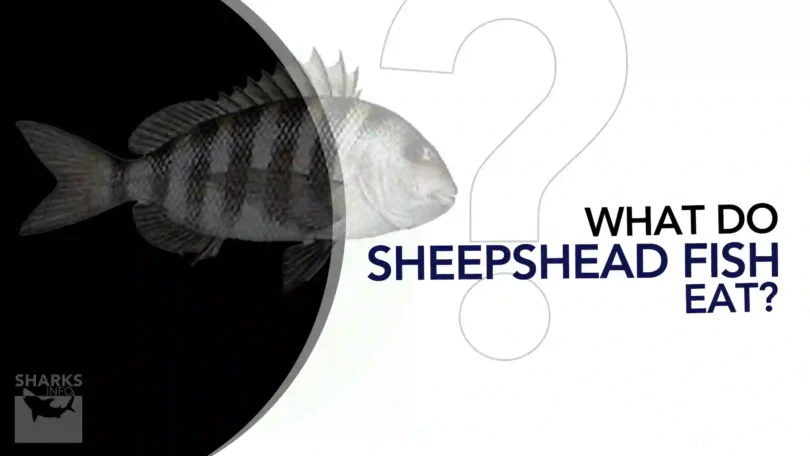 what do sheepshead fish eat