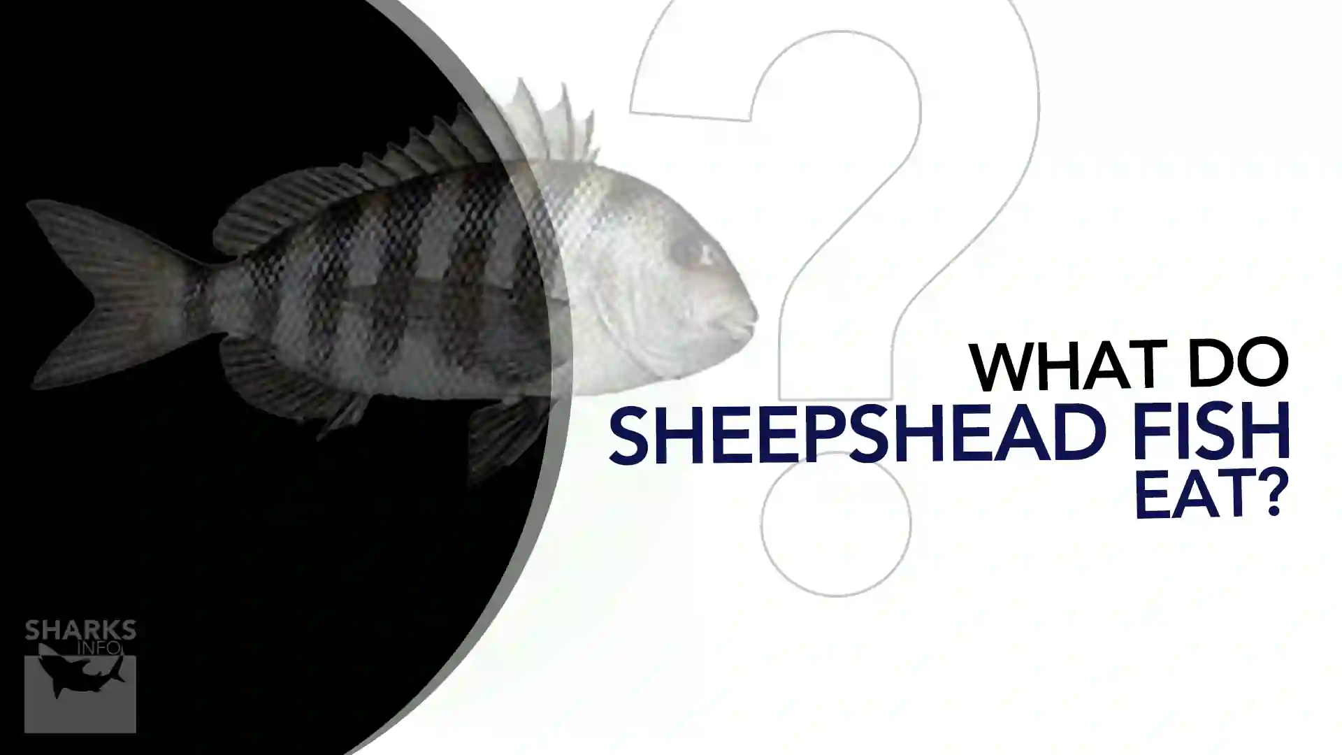 What Do Sheepshead Fish Eat
