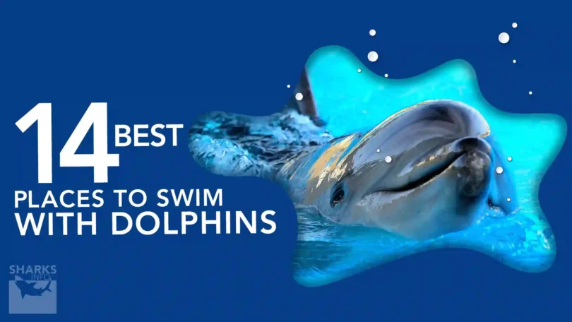 14 Best Places to Swim with Dolphins in the World A Guide