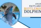 Amazing Insights Fun and Astonishing Facts About Bottlenose Dolphins