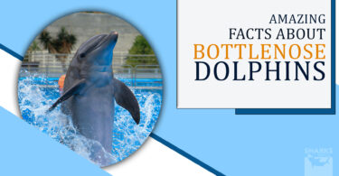 Amazing Insights Fun and Astonishing Facts About Bottlenose Dolphins