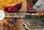 Beauty is Subjective 12 Unusual-Looking Fish Species in the Ocean