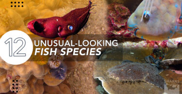 Beauty is Subjective 12 Unusual-Looking Fish Species in the Ocean