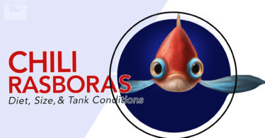 Caring for Chili Rasboras A Guide on Diet, Size, and Ideal Tank Conditions