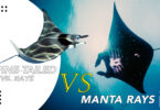 Comparative StudyManta Rays Vs Spine-Tailed Devil Rays