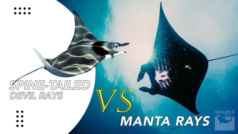 Comparative StudyManta Rays Vs Spine-Tailed Devil Rays
