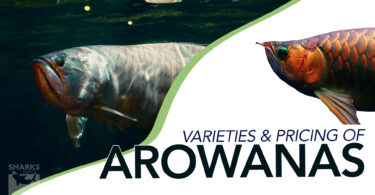 Comprehensive Guide Varieties and Pricing of Arowanas