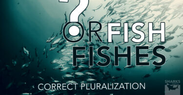Debate Resolved Fish or Fishes Correct Pluralization