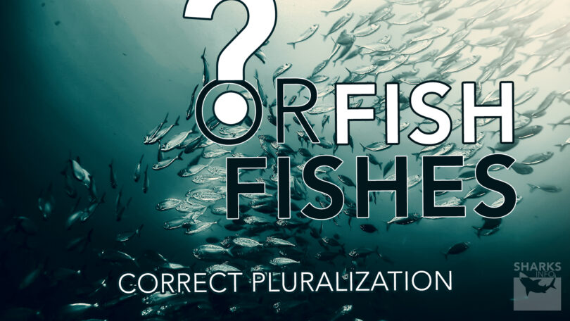 Debate Resolved Fish or Fishes Correct Pluralization