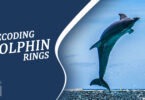 Decoding Dolphin Rings Purpose and Meaning