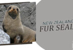Discovering New Zealand's Fur Seal 10 Fun Facts