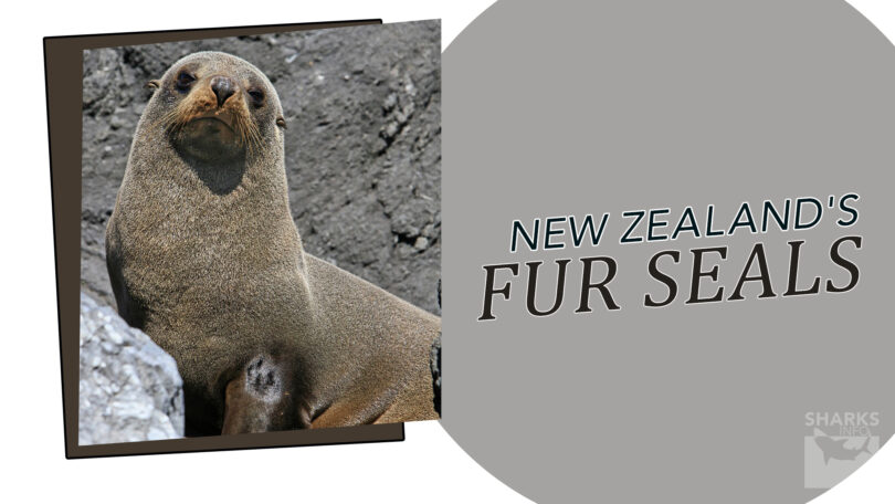 Discovering New Zealand's Fur Seal 10 Fun Facts