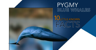 Discovering Pygmy Blue Whales 10 Little-Known Facts