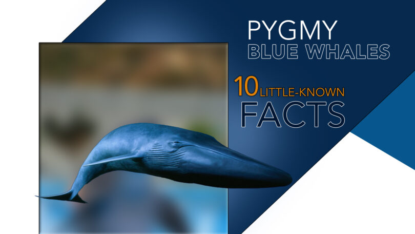 Discovering Pygmy Blue Whales 10 Little-Known Facts