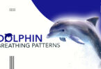 Dolphin Breathing Patterns How Long Can They Hold Breath