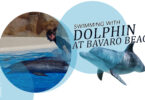Dolphin Encounter Swim Experience at Bavaro Beach, Punta Cana
