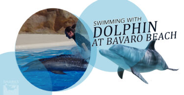 Dolphin Encounter Swim Experience at Bavaro Beach, Punta Cana