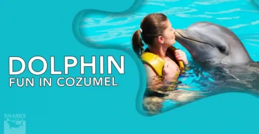 Dolphin Fun in Cozumel