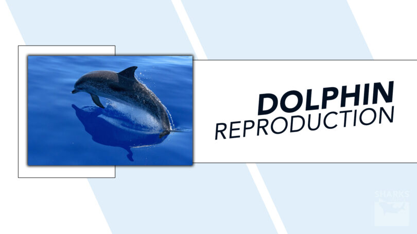 Dolphin Reproduction Do They Lay Eggs