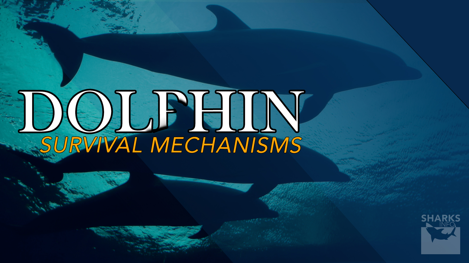 Dolphin Survival Mechanisms: Can They Live on Land? – sharksinfo.com