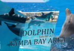 Dolphin Swim Experience in Tampa Bay Area