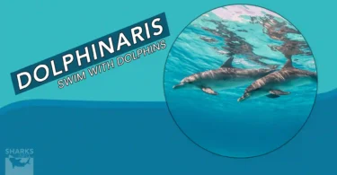 Dolphinaris Swim with Dolphins in Cancun & Riviera Maya