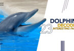 Dolphins Decoded 23 Strange and Interesting Facts