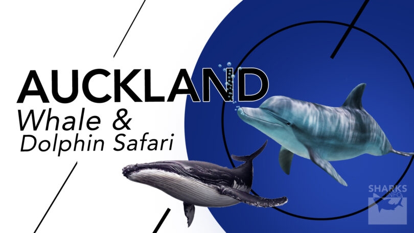 Experience Auckland's Marine Life Whale & Dolphin Safari