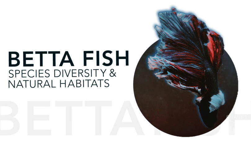 Exploring Wild Betta Fish Species Diversity and Natural Habitats