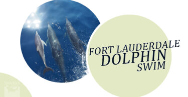 Fort Lauderdale Dolphin Swim An Unforgettable Experience