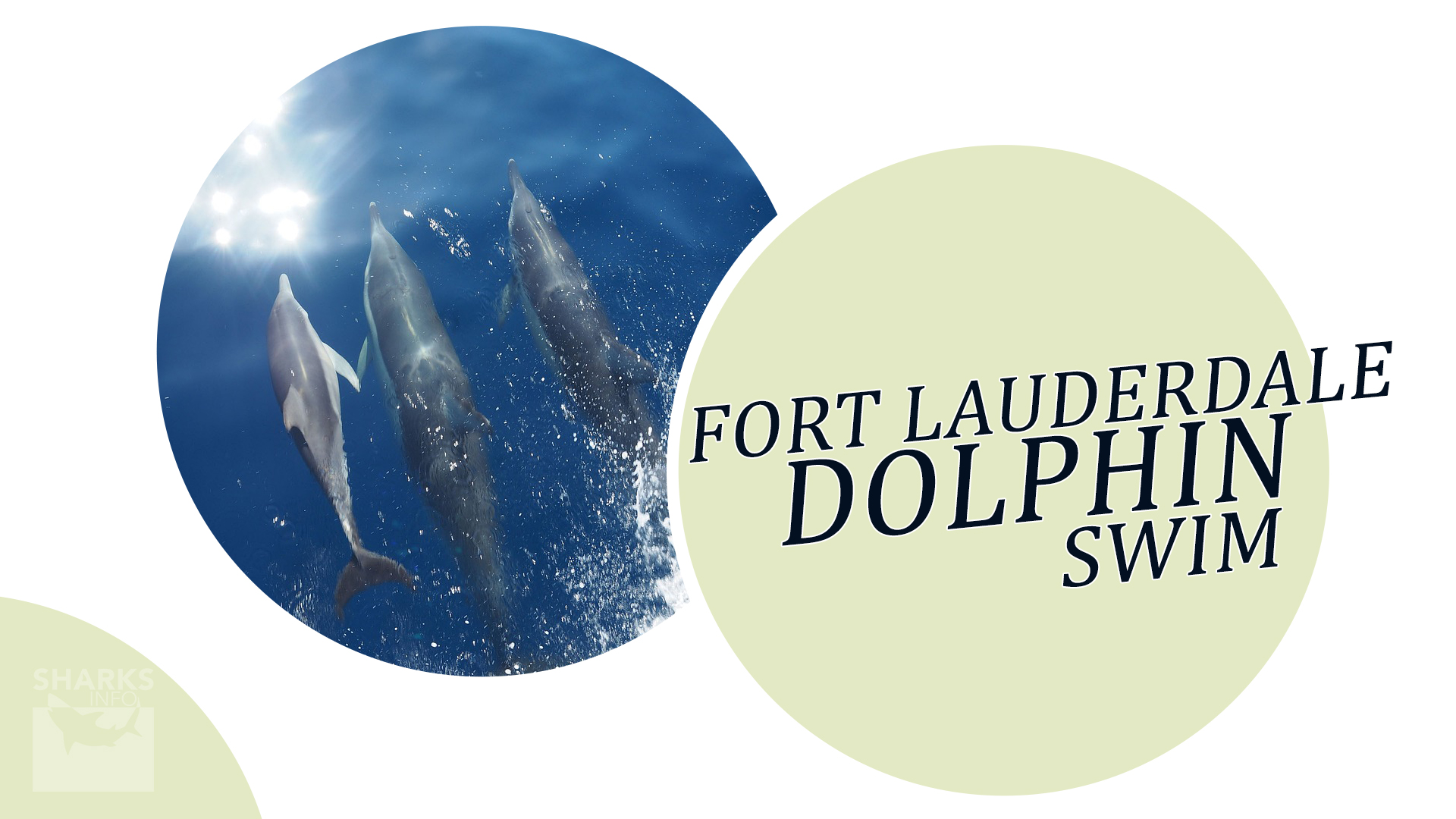 Fort Lauderdale Dolphin Swim An Experience
