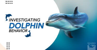 Dolphin Behavior Reasons Behind Jumping