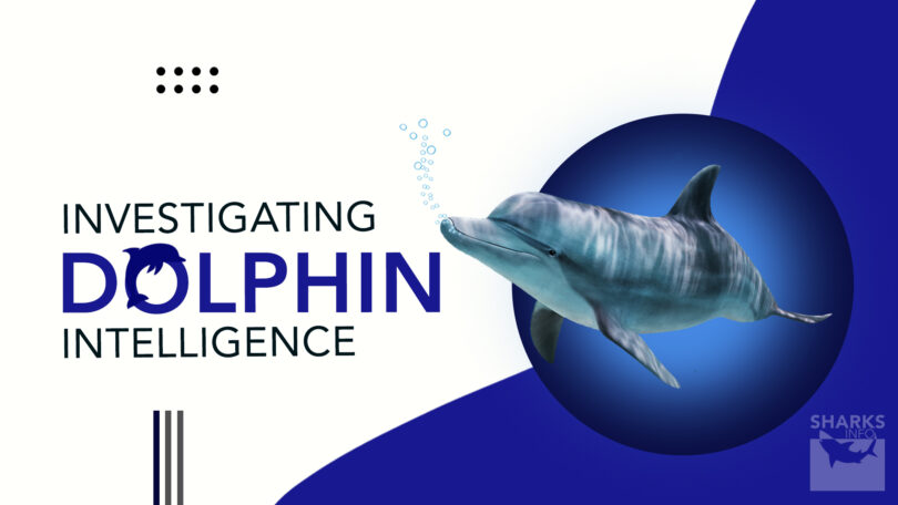 Investigating Dolphin Intelligence How Smart Are They