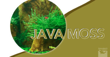 Java Moss Essentials Cultivating a Luxuriant Aquarium Carpet