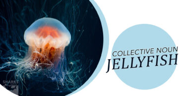 Jellyfish Congregation Understanding Collective Nouns