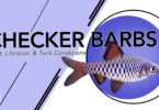 Keeping Checker Barbs An Insight into their Diet, Lifespan, and Tank Conditions