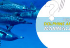 Mammalian Traits of Dolphins Why Dolphins are Mammals