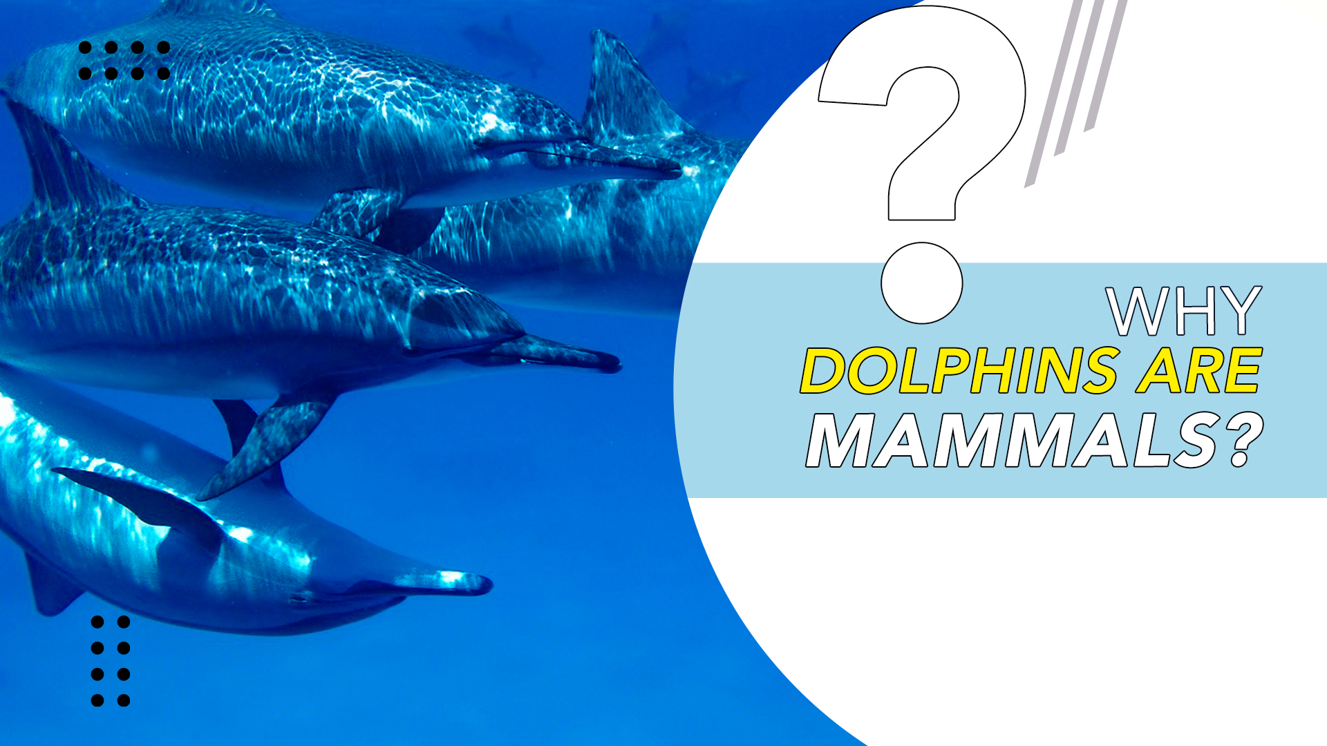 Why Dolphins Are Mammals