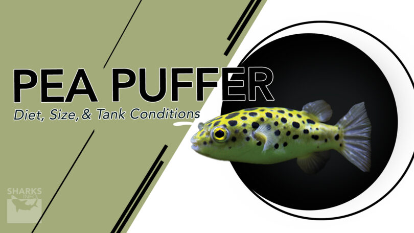 Mastering Pea Puffer Care From Size and Diet to Ideal Tank Conditions